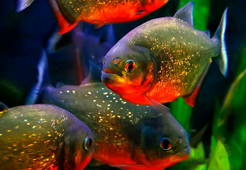 Пираньи в аквариуме