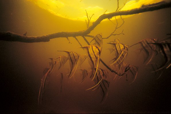 Скалярии в биотопе Скалярии в биотопе