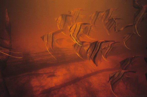 Скалярии в биотопе Скалярии в биотопе