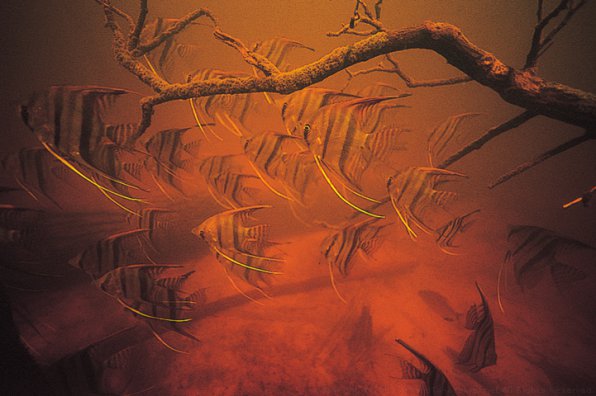 Скалярии в биотопе Скалярии в биотопе