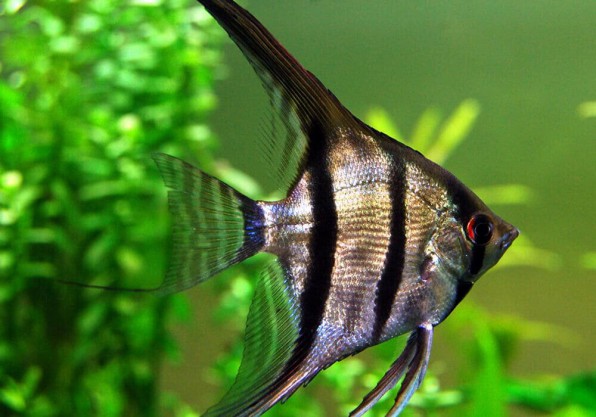 Список аквариумных рыбок