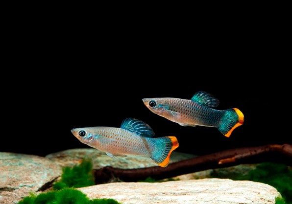 Виды моллинезия мексиканская