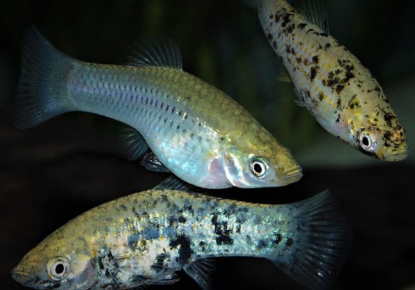 Моллинезия калико (Poecilia calico)