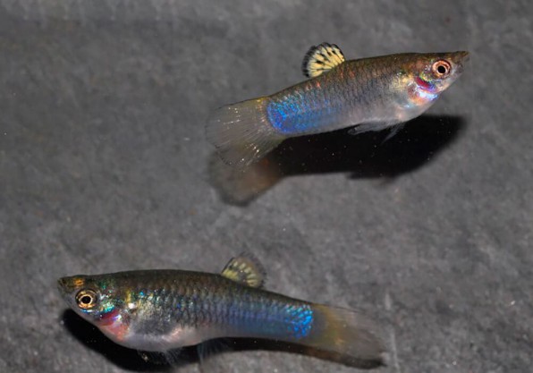 Моллинезия Каука (Poecilia caucana)