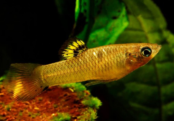 Моллинезия глазчатая (Poecilia vivipara)