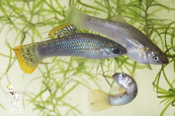 Моллинезия сфенопс ориджинал=)