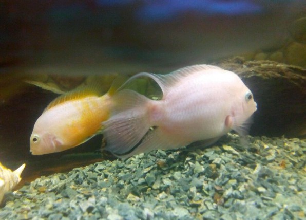 Цихлазома чернополосая