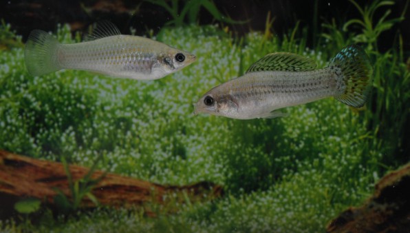 Все виды моллинезий