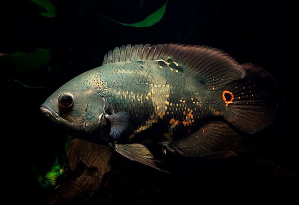 Астронотус