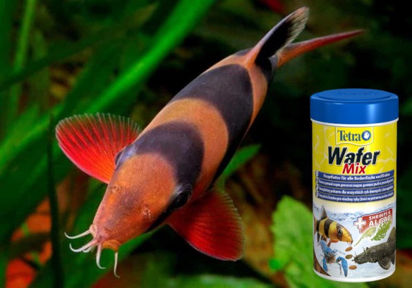 Корм для боций от Тетры