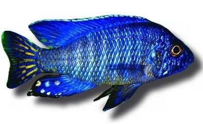 Список аквариумных рыбок