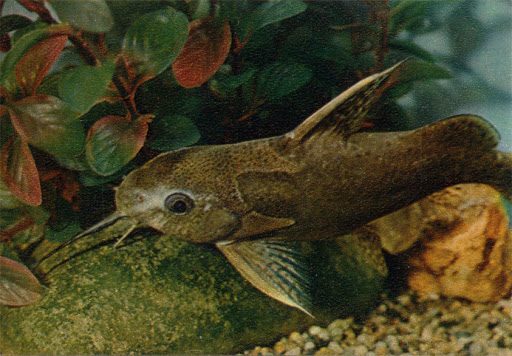 Вид синодонтиса - гамбийский