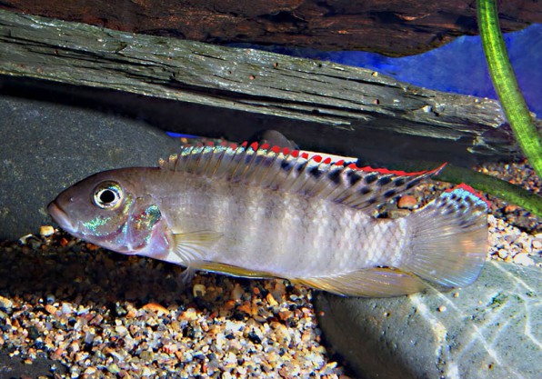 Пельвикахромис пульхер или рыбка попугайчик