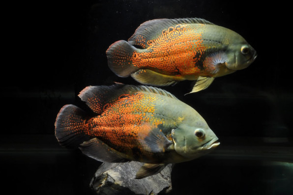 Астронотус