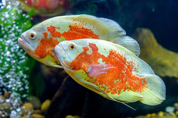 Астронотусы пара