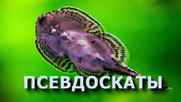 Севелия линеолата фото