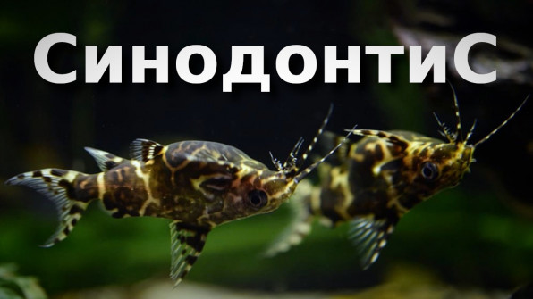 Синодонтисы