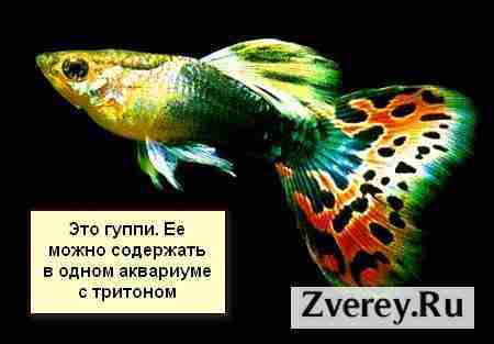 Гуппи – соседка саламандры по аквариуму
