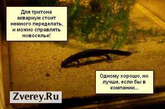Тритон в аквариуме