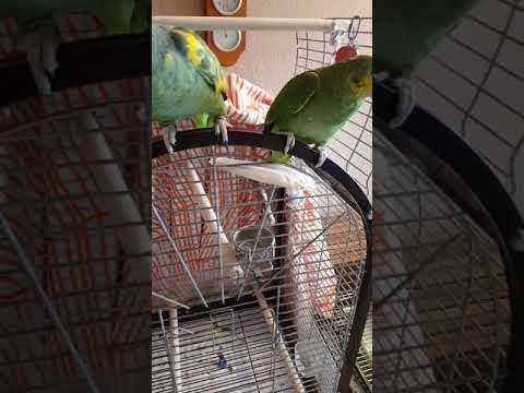 Амазоны попугаи. Содержание попугаев амазонов в нашем доме.