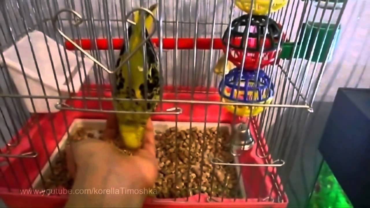 Волнистый попугай чех - совсем ручной волнистик