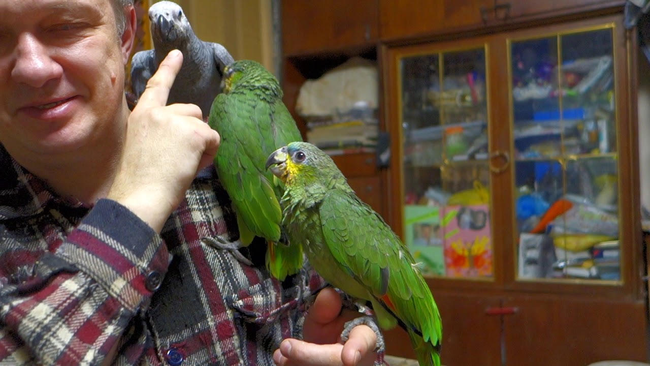 Птенцам венесуэльского амазона нужна ласка.