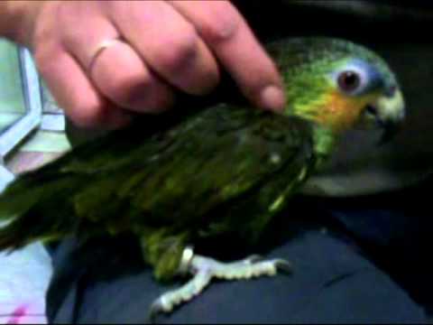 Венесуэльский амазон после принятия душа