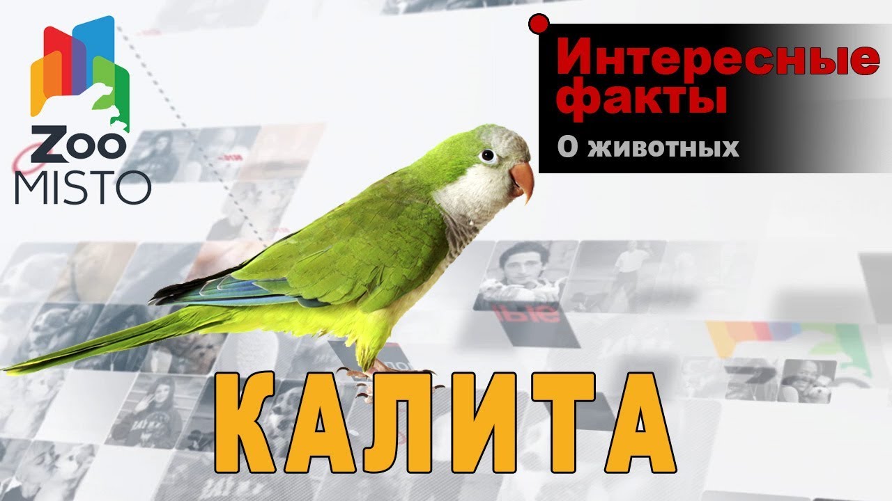 Калита - Интересные факты о виде | Вид попугая калита