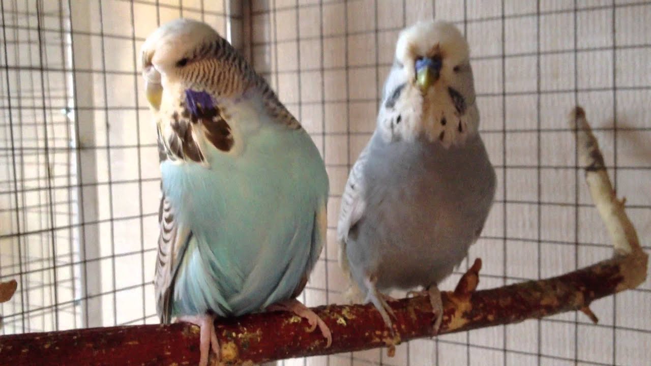 Выставочный волнистый попугай (ЧЕХ) питомник king-parrot.ru