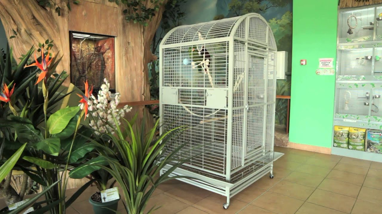 Все О Домашних Животных: Благородные Попугаи Эклектусы