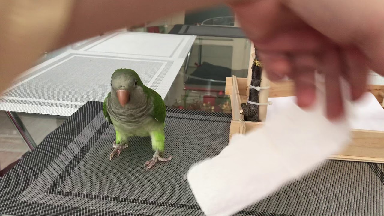 Попугай Калита , Монах, Квакер по имени Гуччи !