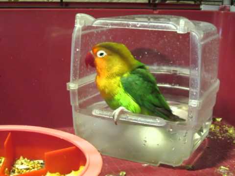 купание неразлучников