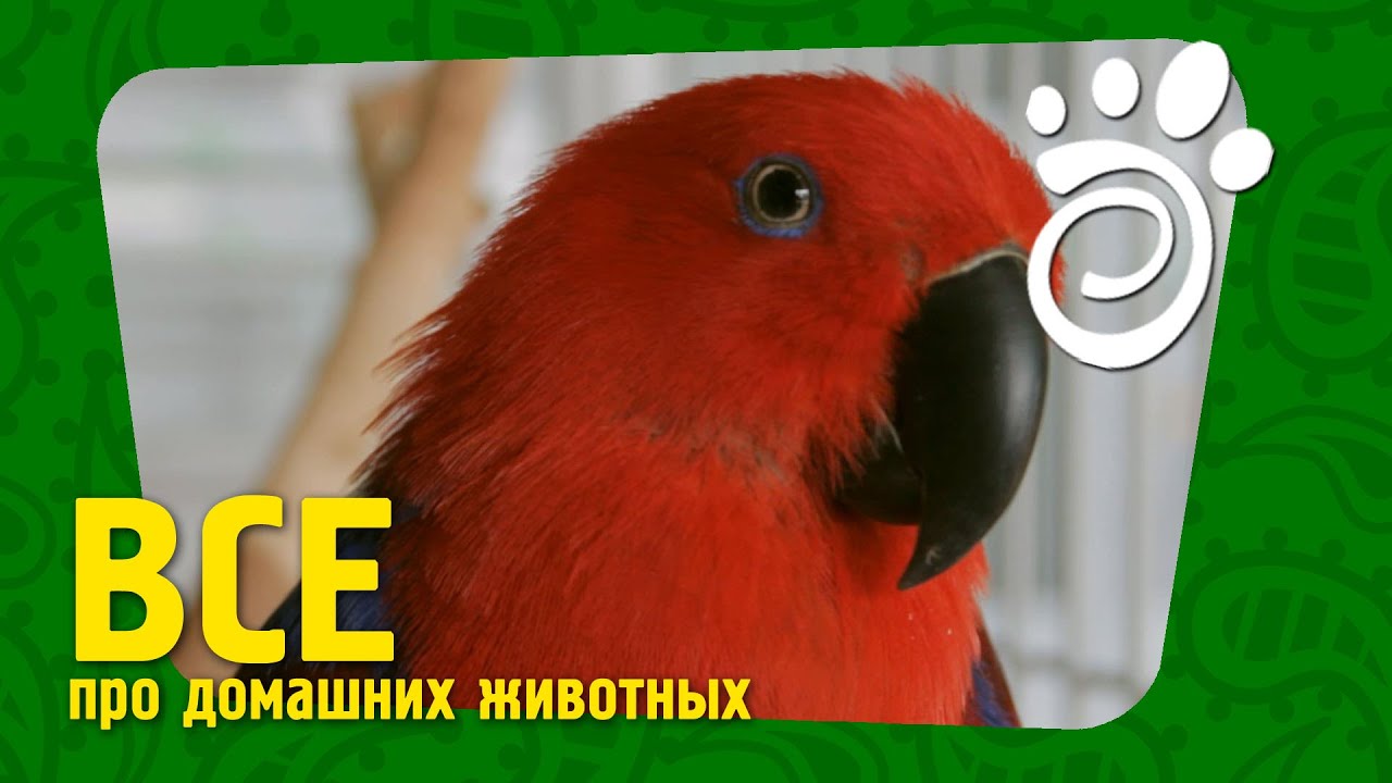 Благородный Эклектус. Все О Домашних Животных
