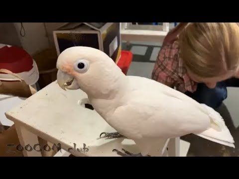 Почему не надо заводить какаду?