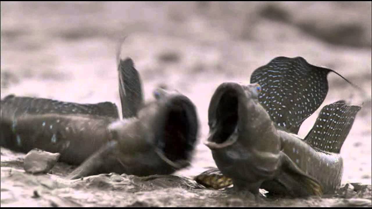 Прыгающие рыбы, которые живут на суше — правда или миф? Видео с прыгающими рыбами. Прыгающие рыбы, которые живут на суше — правда или миф? Видео с прыгающими рыбами. Фото.