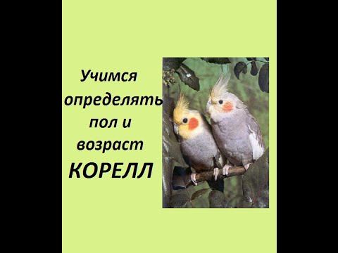 Определение пола и возраста корелл. Половой диморфизм корелл.