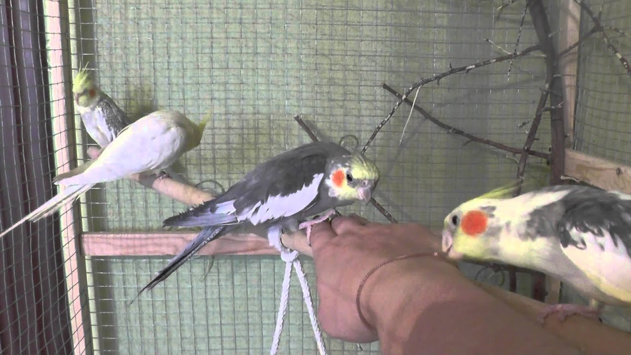 Как определить возраст попугая корелла 1.