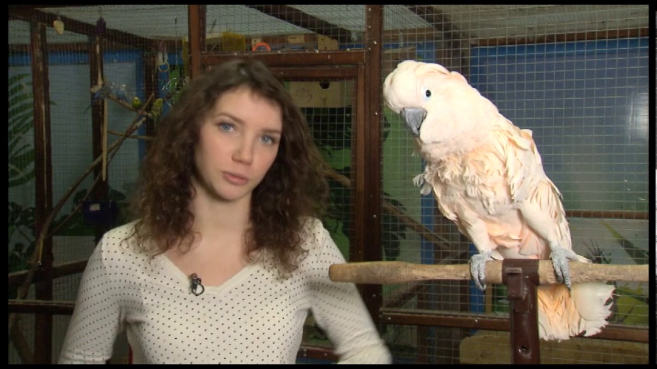 Говорливый какаду