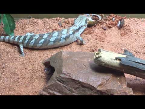 Синеязыкий сцинк – описание, виды, содержание и уход