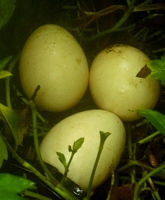 330px-Eggs_of_Peafowl_at_Aravath_Kasaragod.jpg