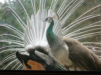 330px-Peahen_in_front_of_displaying_peacock.jpg