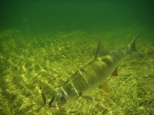 Питание рыбы Чем питается рыба