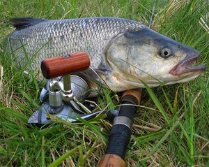 На что ловится рыба жерех Пищевая ценность рыбы