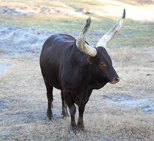 Тур (Bos primigenius) - видовая характеристика Почему поездка начала умирать