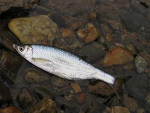 Уклейка питается насекомыми, планктоном, икринками и личинками