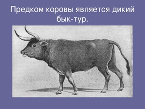 Предок коровы Фото тура