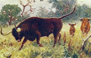 Тур-дикий бык Предок домашнего быка