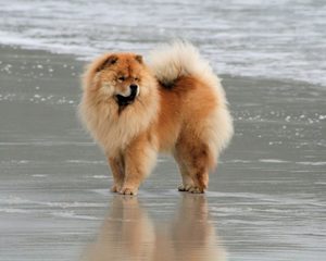 Гонка чау-чау в бегах Порода собак с синим языком