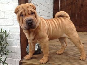 Порода собак шарпей