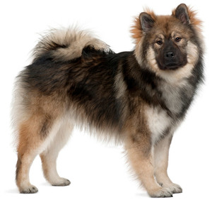 Евразер, порода собак